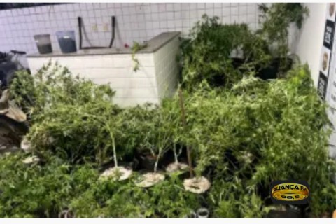 Em Paudalho: PM erradica plantação de maconha