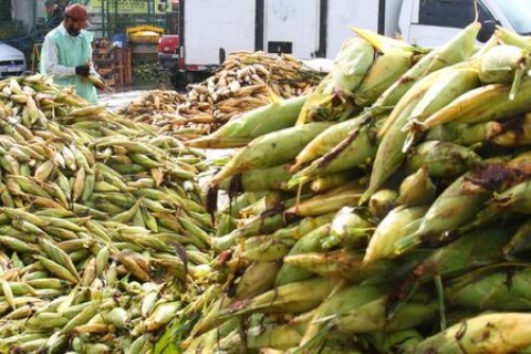 Preço do milho verde subiu até 54,55% em relação a 2024